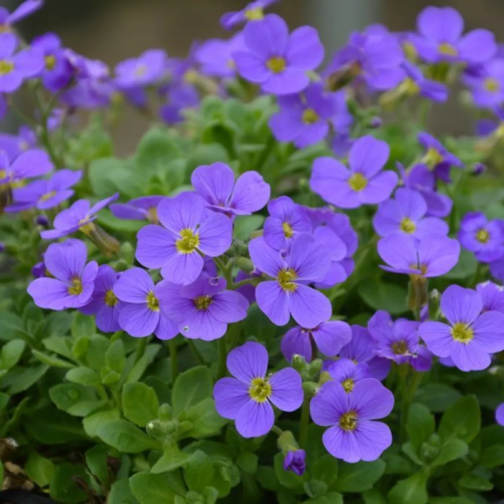 Aubrietia 'Royal Blue'