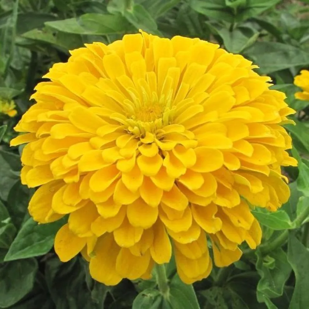 Tsinnia 'Super Yoga Golden Yellow'