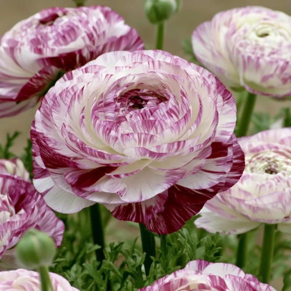 Ranunkeli 'Elegance Bianco Striato'