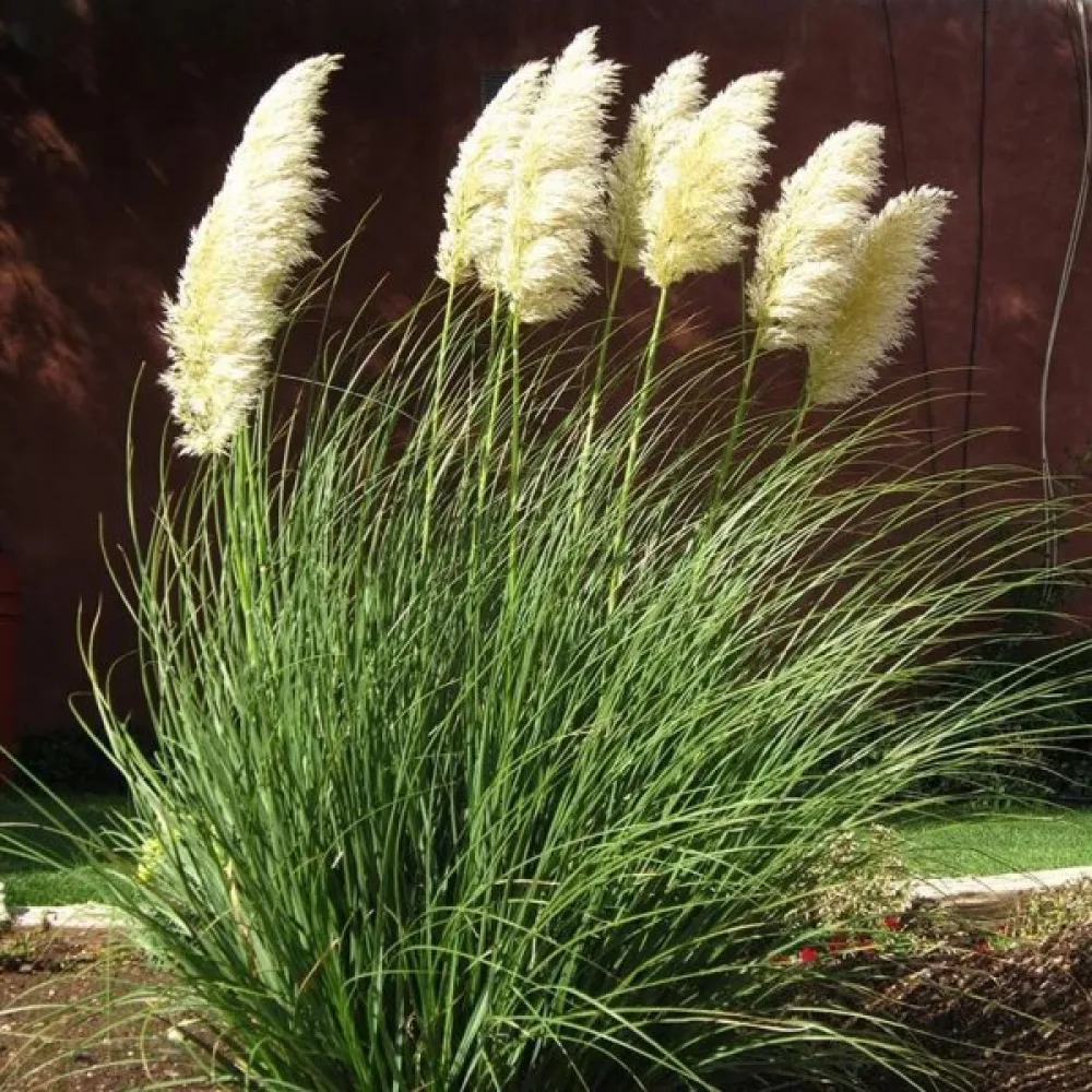 Pampaanruoho 'Pampas Plume' valkoinen