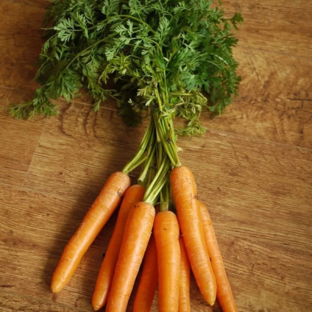 Porkkana 'Dolanka'