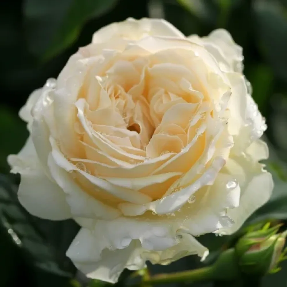 Ruusu 'Vanilla Dream' – paljasjuurinen