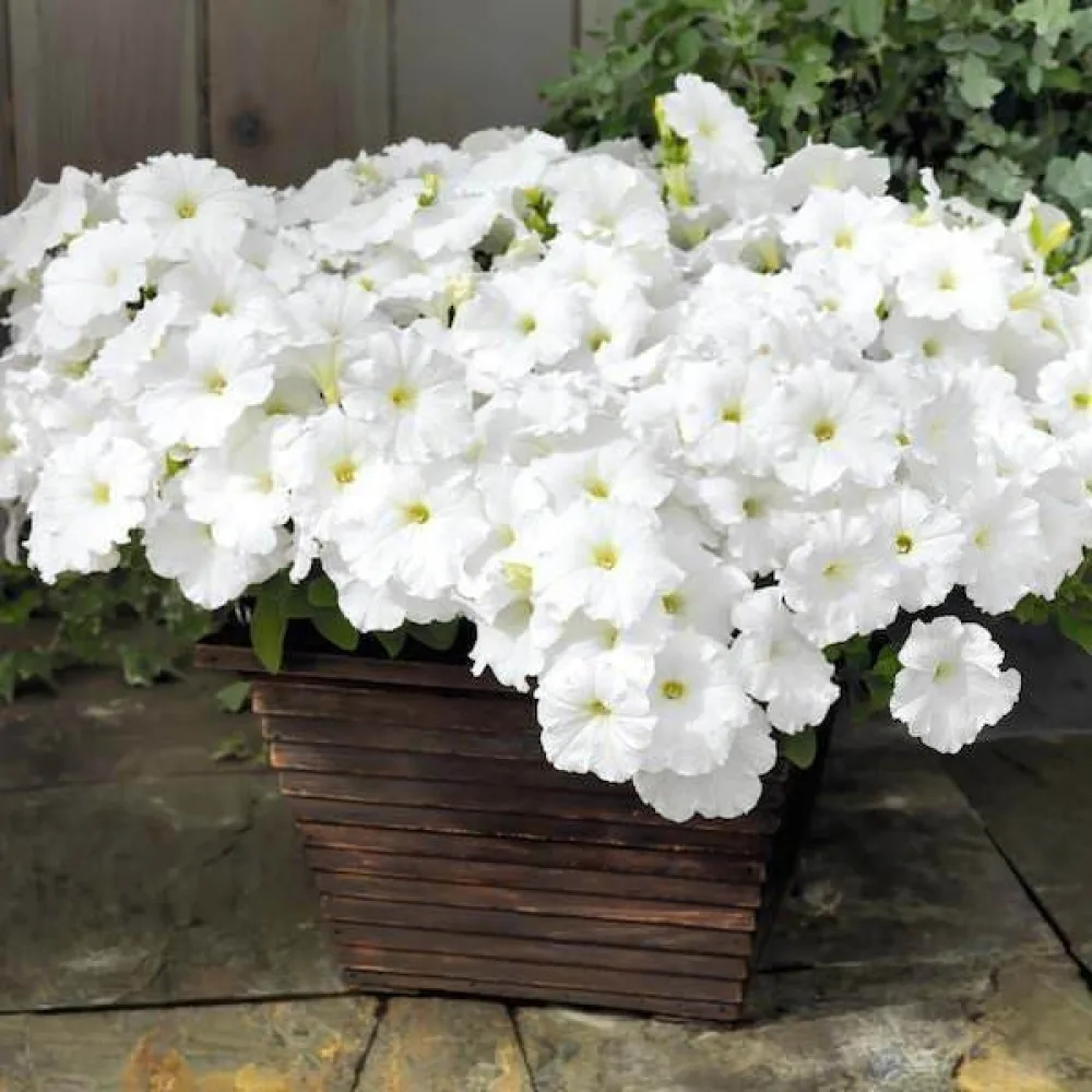 Tarhapetunia 'Snowball'