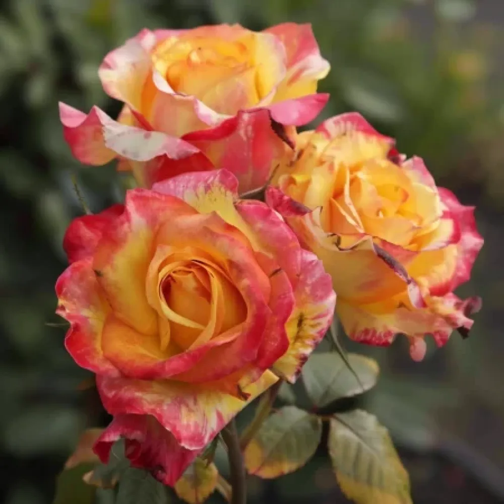 Ruusu 'Golden Orange Whirlwind' – paljasjuurinen