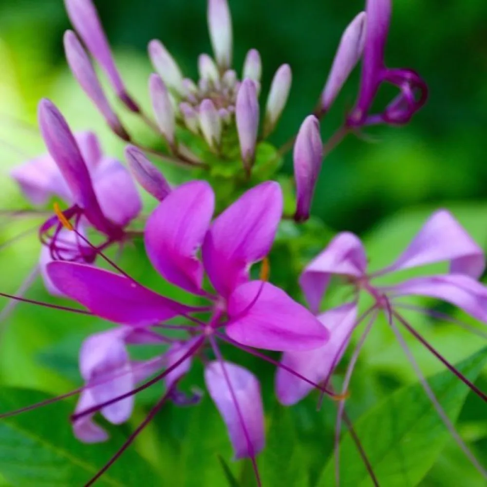 Hämähäkkikukka 'Violet Queen'