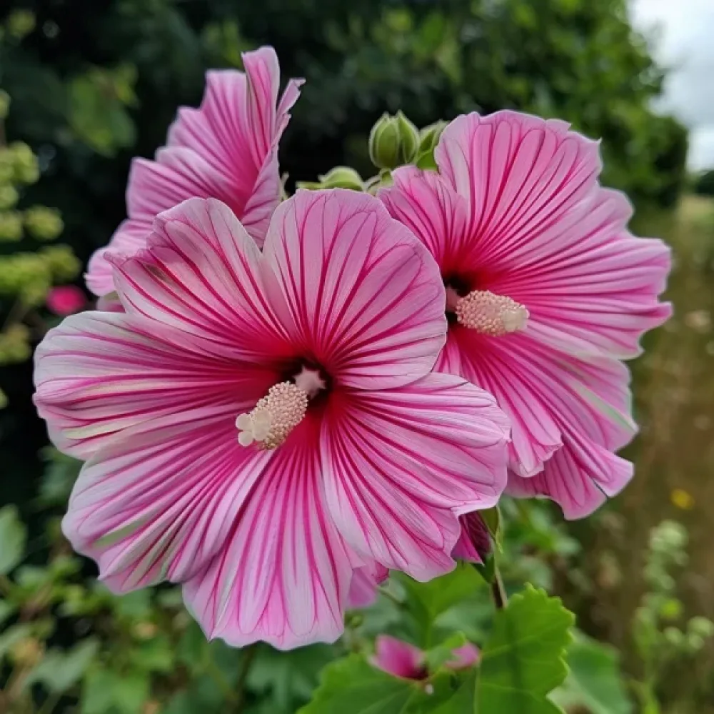Malope trifida, vaaleanpunainen