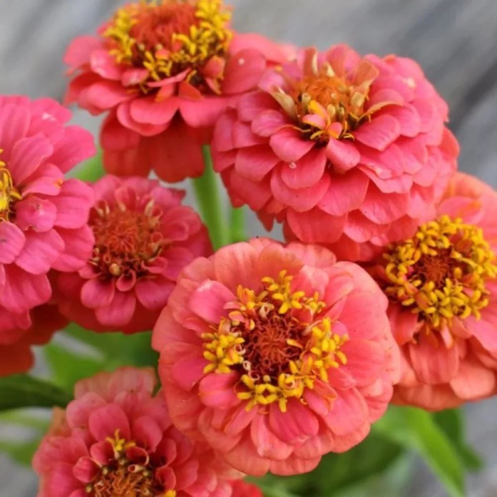 Tarhatsinnia 'Salmon Gem'