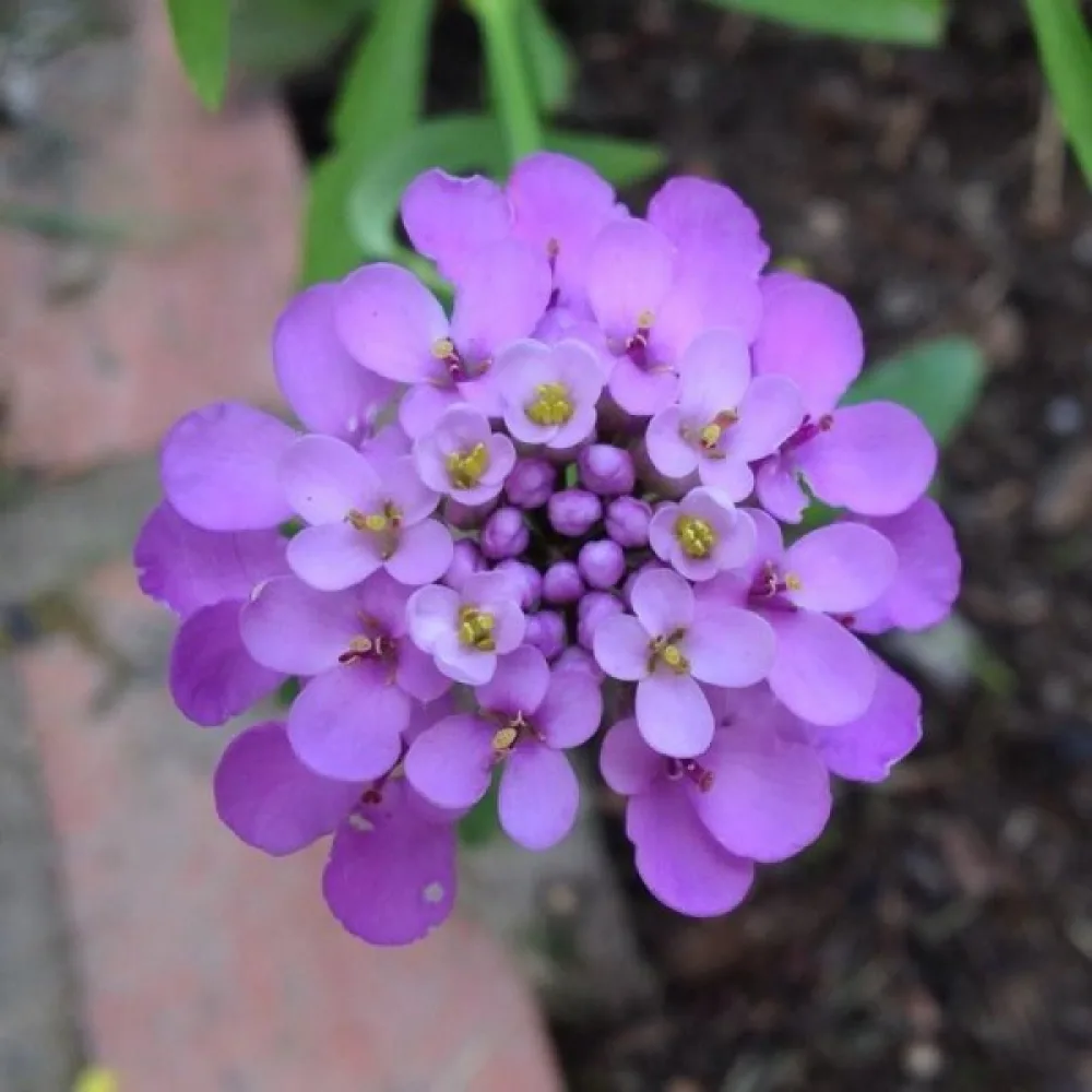 Sarjaiberis 'Cardinal' – violetti