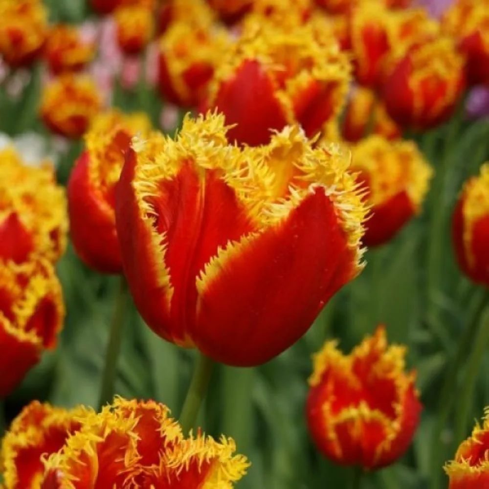Tulppaani 'Davenport'