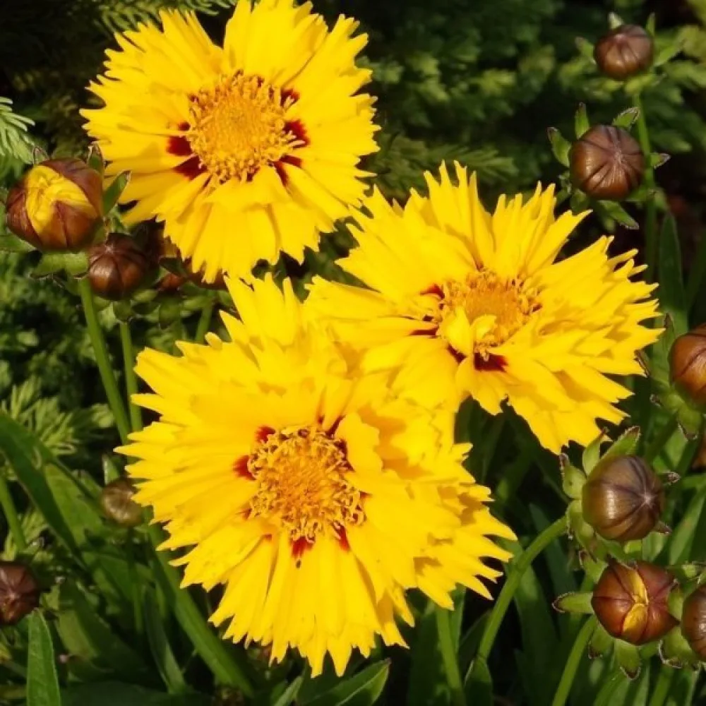 Kaunosilmä 'Golden Crown'