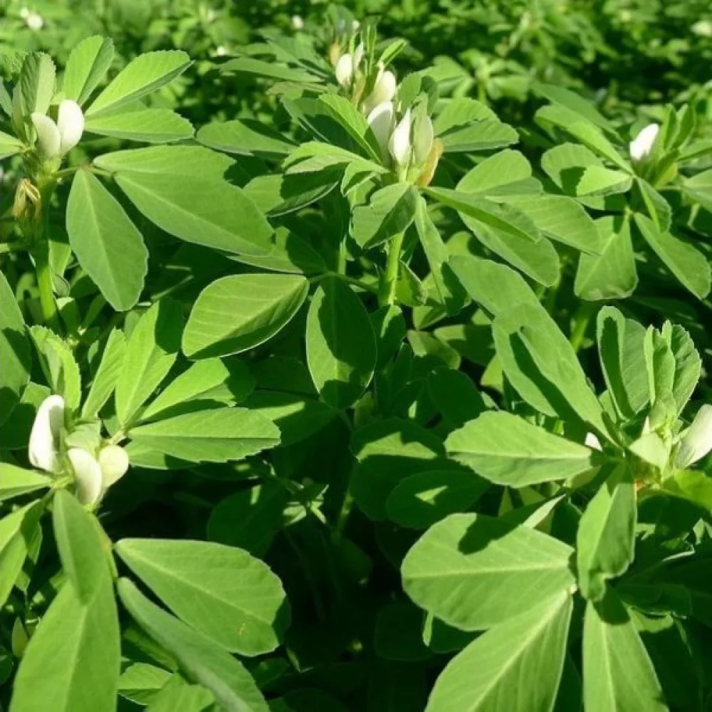 Sarviapila Trigonella foenum-graecum