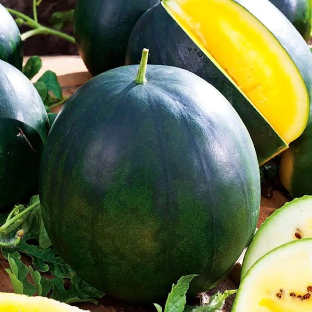 Vesimeloni 'Janosik' 3–4 kg