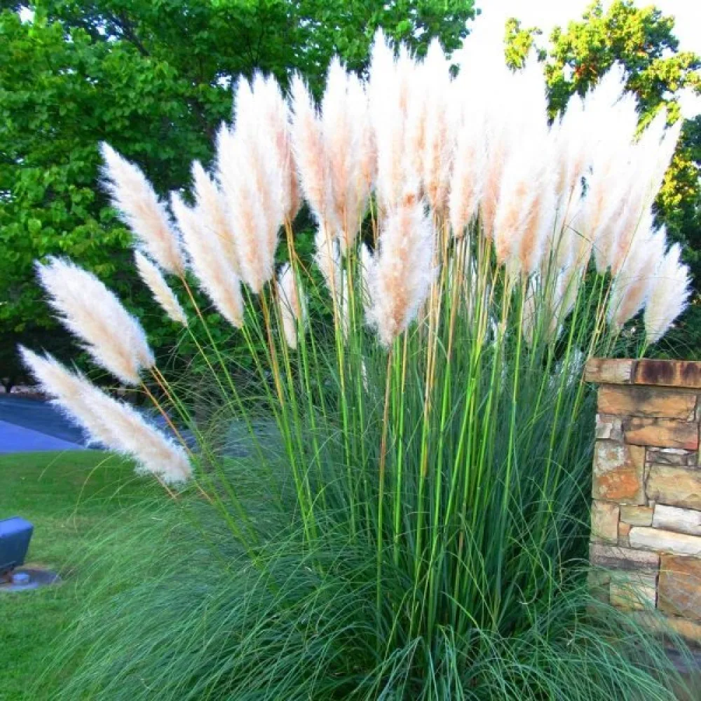 Pampaanruoho 'Pampas Plume' valkoinen
