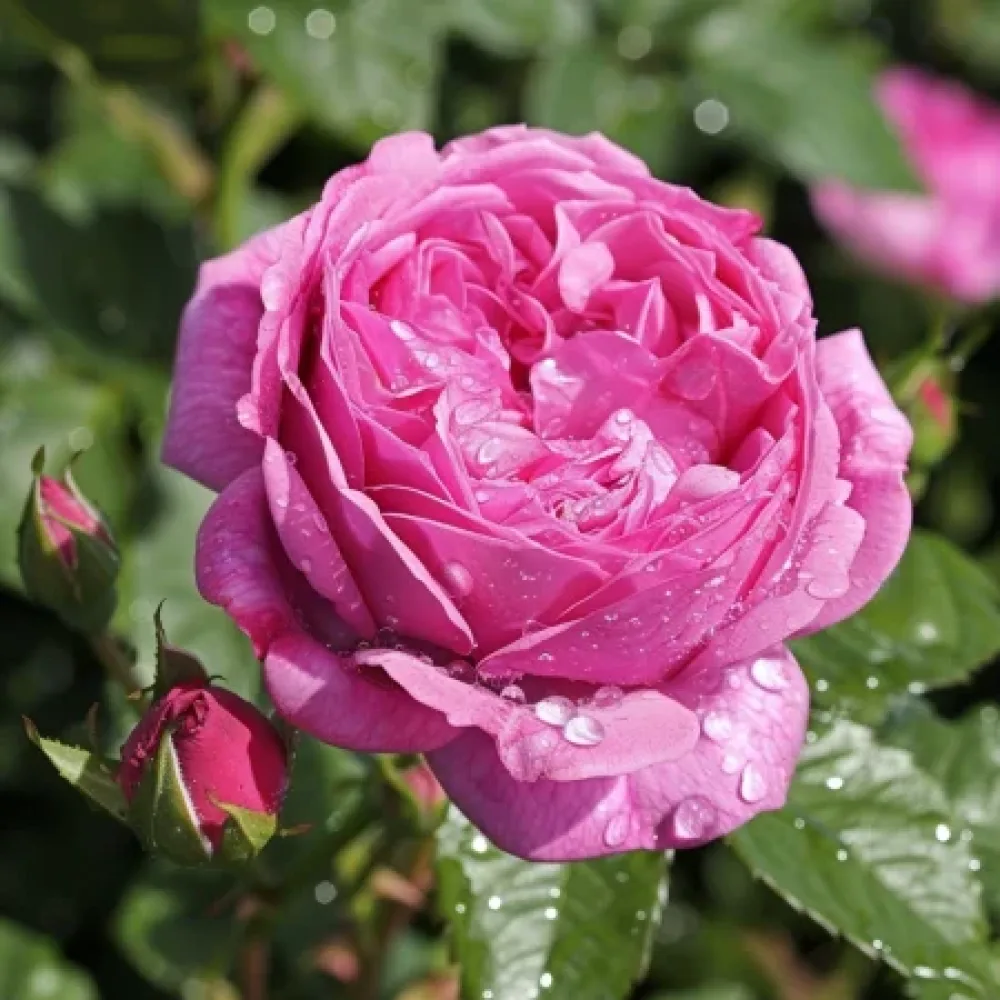 Ruusu 'Pink Heart' – paljasjuurinen