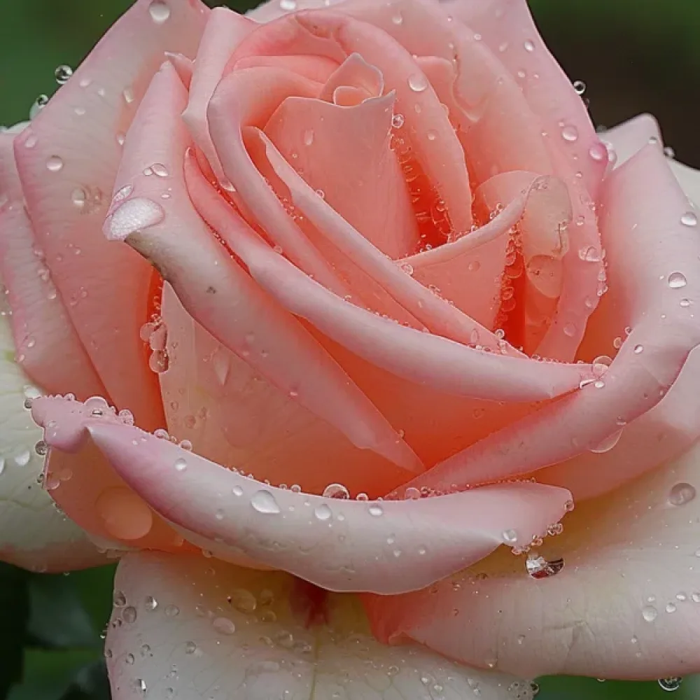 Ruusu 'Frozen Pink Snow'