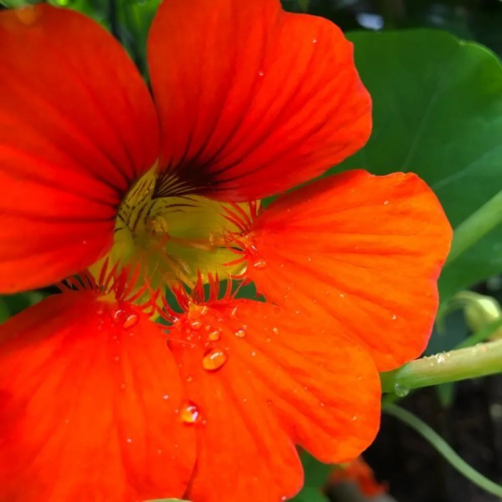 Köynnöskrassi 'Orange Gleam'