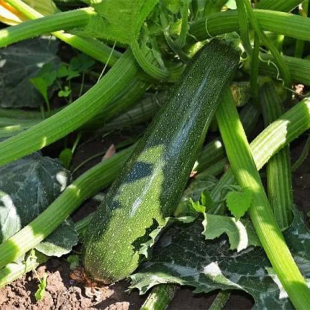 Kesäkurpitsa 'Zuboda'