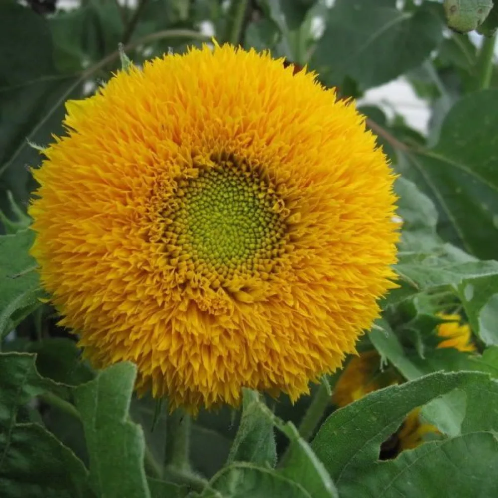 Auringonkukka 'Dwarf Sungold'