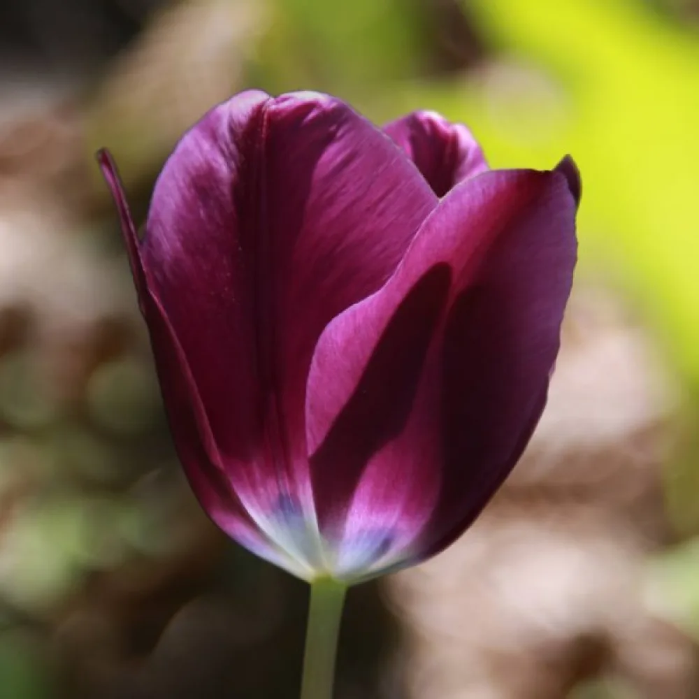 Tulppaani 'Kansas Proud'
