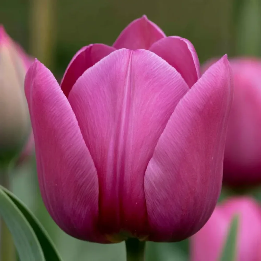 Tulppaani 'Rimini'