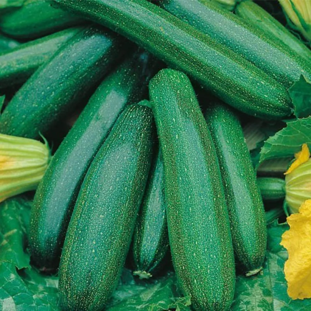Kesäkurpitsa 'Astra Polka'