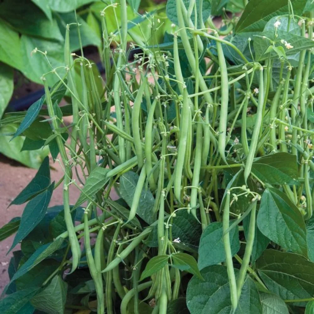 Tarhapapu 'Ferrari'