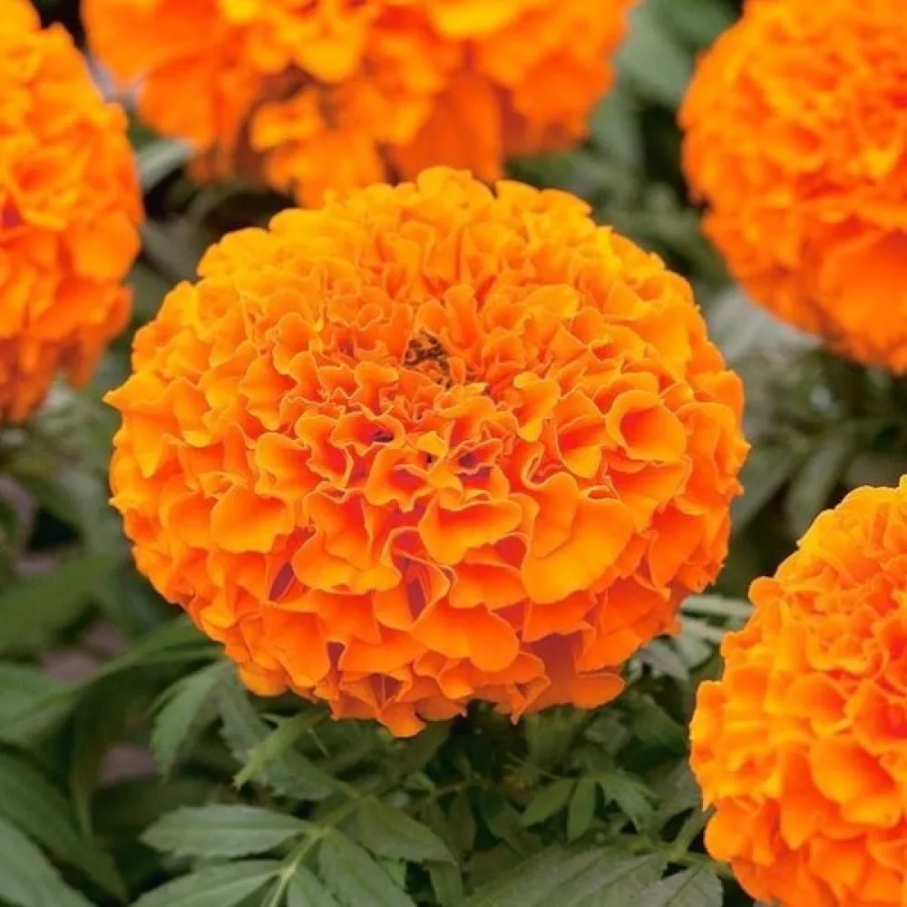 Kookossamettikukka 'Calando Orange'