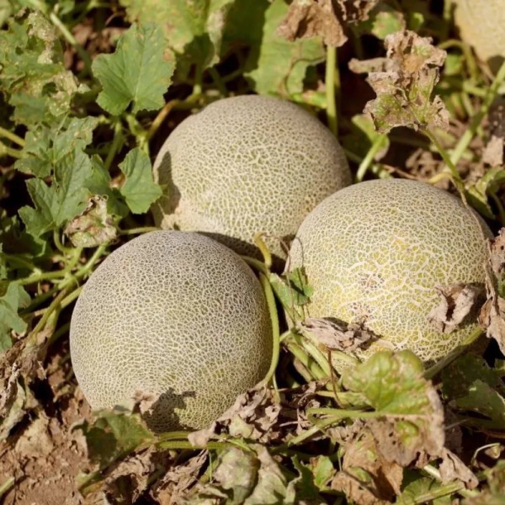 Meloni 'Emir' F1
