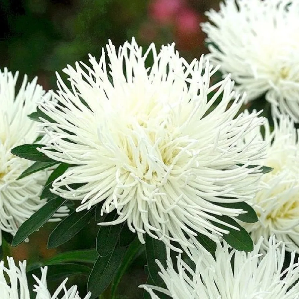 Neulakukkainen kesäasteri 'Apollo'