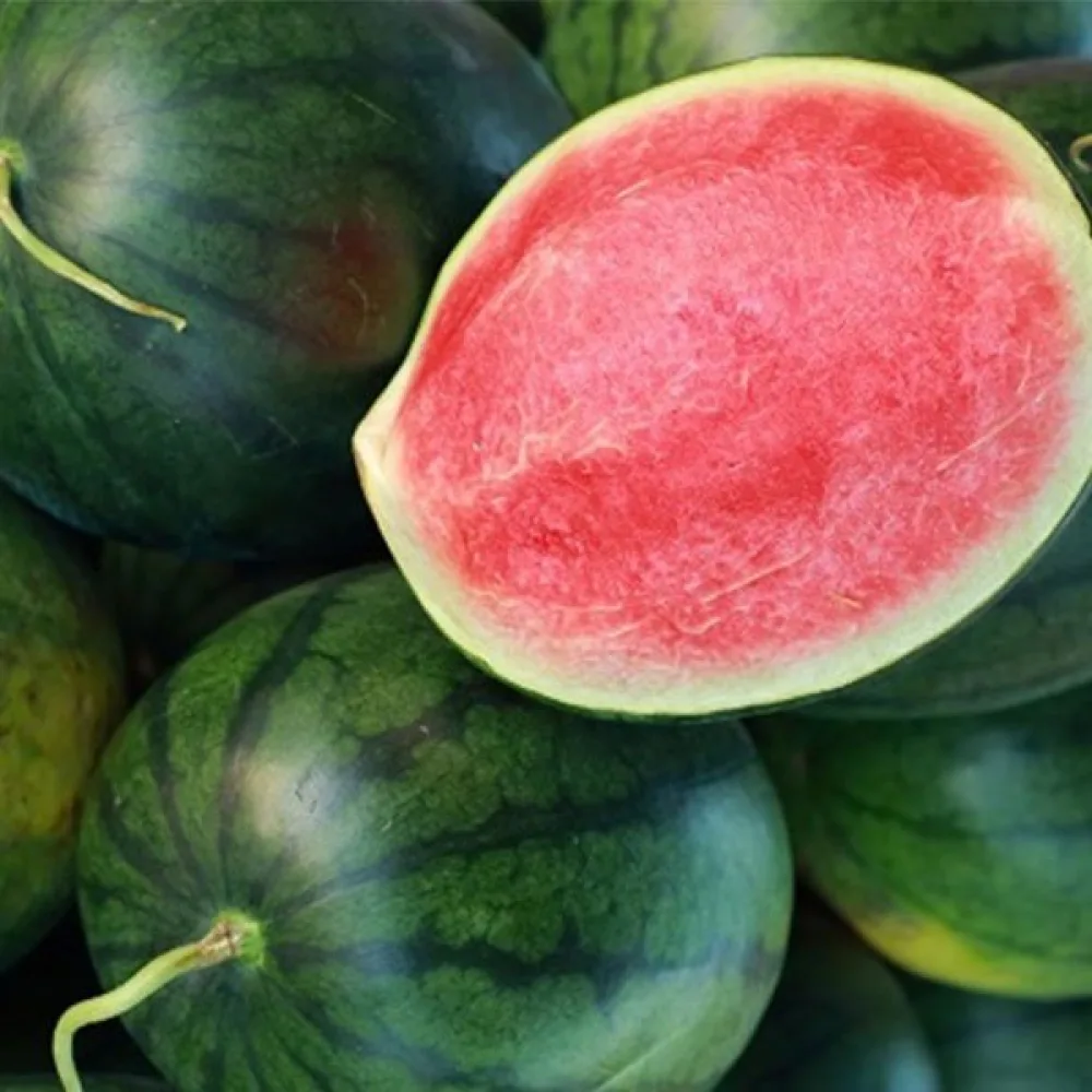 Vesimeloni 'Rosario' F1 3–4 kg