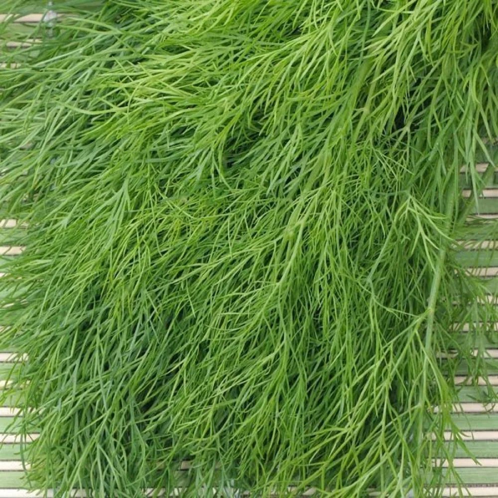 Tilli 'Bouquet'