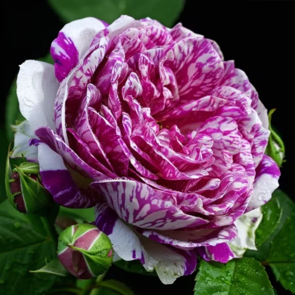 Ruusu 'Fragrant Avalanche'