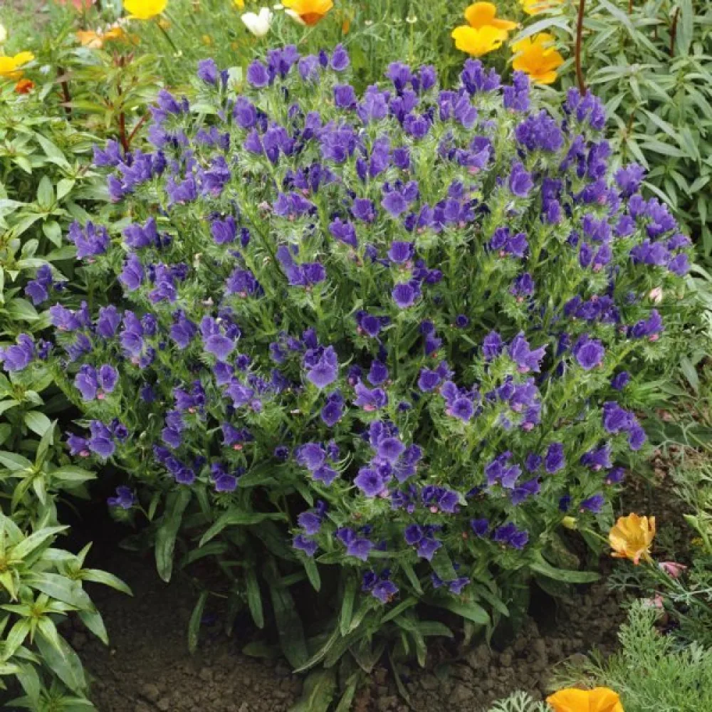 Neidonkieli Echium plantagineum, sininen