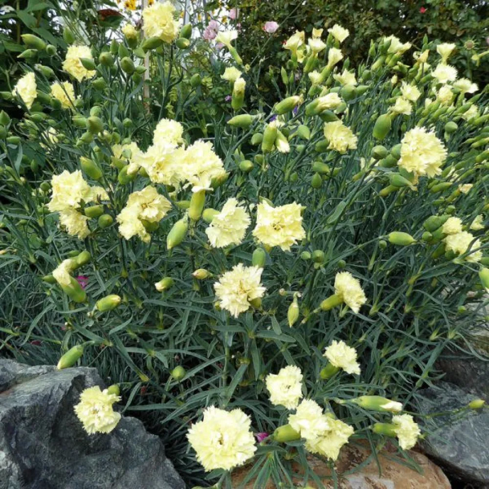 Neilikka 'Grenadin' – keltainen