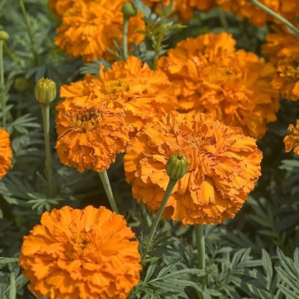 Kookossamettikukka 'Fantastic Orange'
