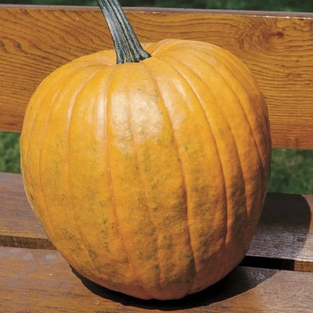 Kurpitsa 'Quintale'