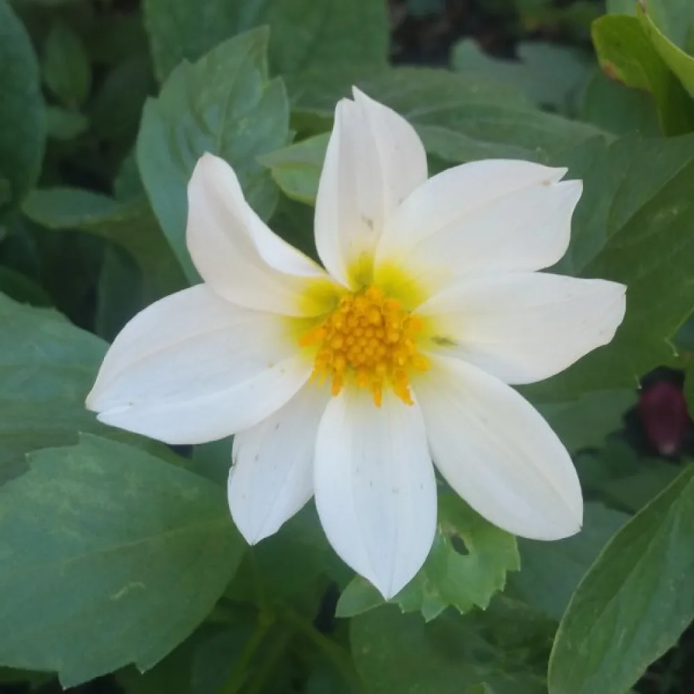 Matala daalia 'Mignon White Shades'