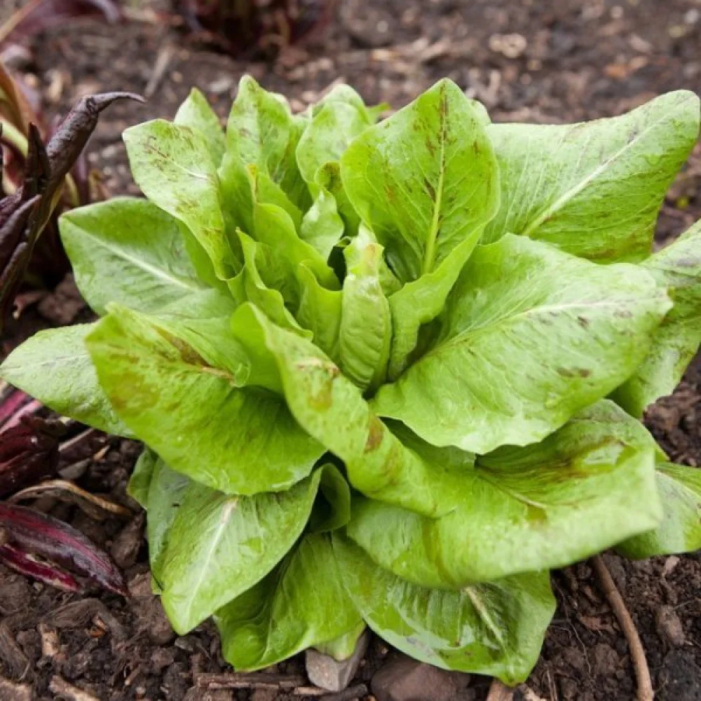 Sikuri 'Variegata di Castelfranco'