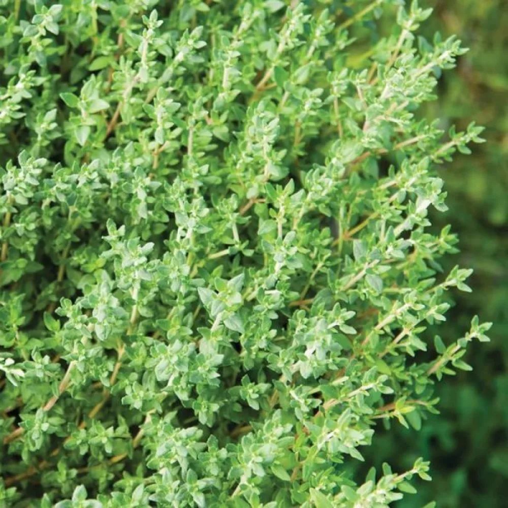 Timjami Thymus vulgaris, ammattisiemen