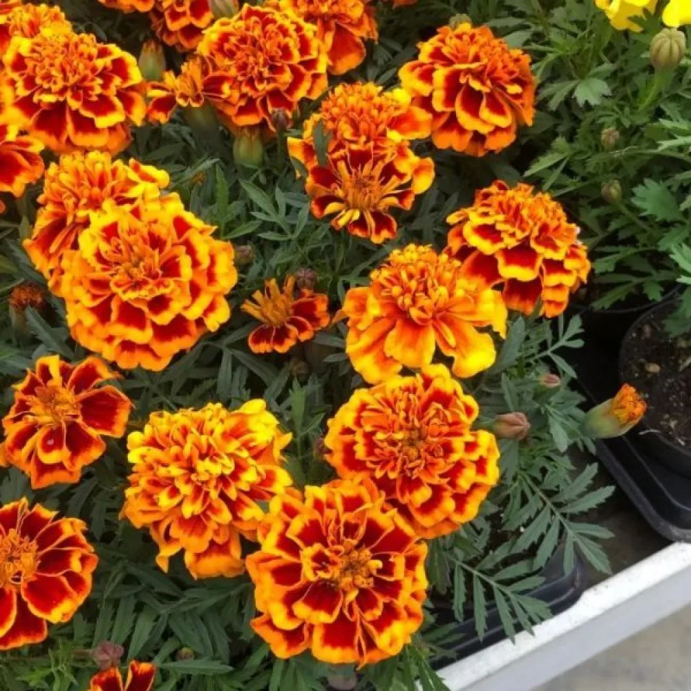 Ruusukesamettikukka 'Honeycomb'