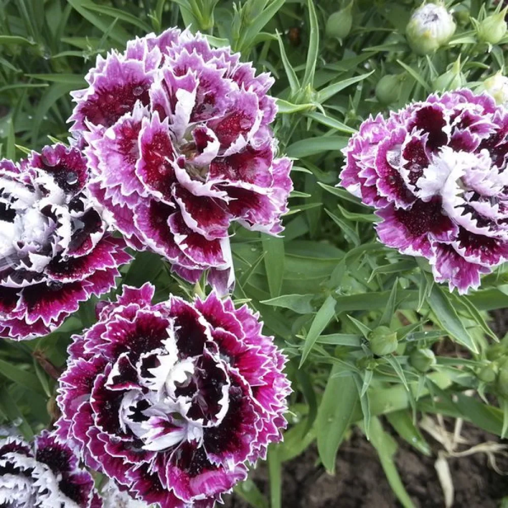 Kiinanneilikka 'China Doll' – seos