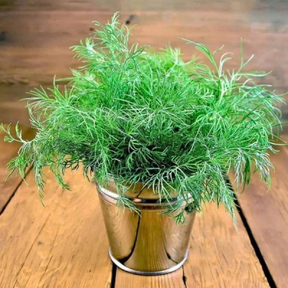 Tilli 'Compact'