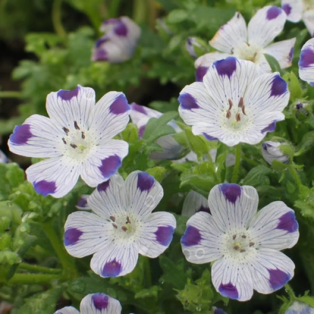 Nemophila – lajisekoitus