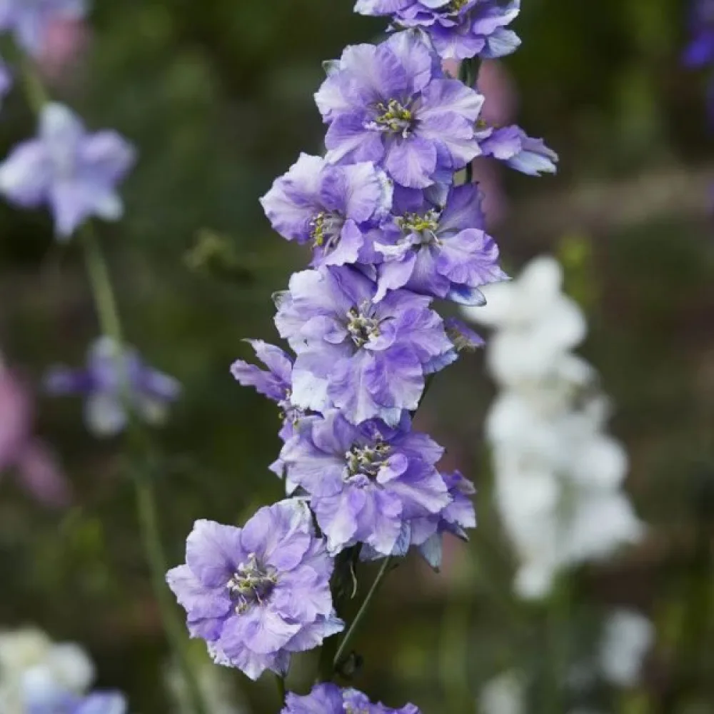 Kesäkukonkannus 'Lilac Spire' – lila