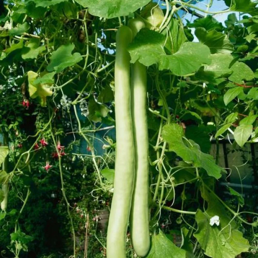 Pullokurpitsa 'Snake'