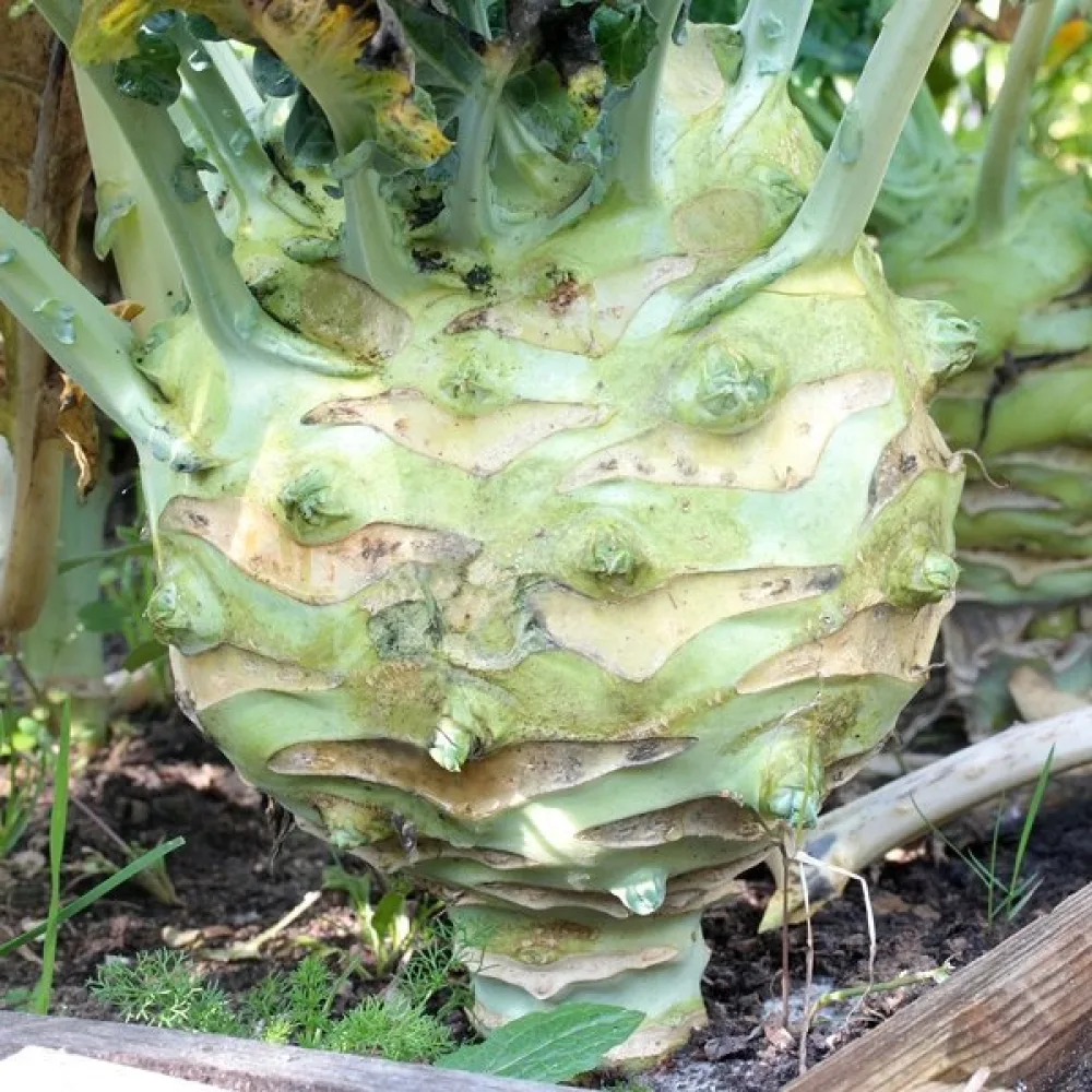 Kyssäkaali 'Gigant'