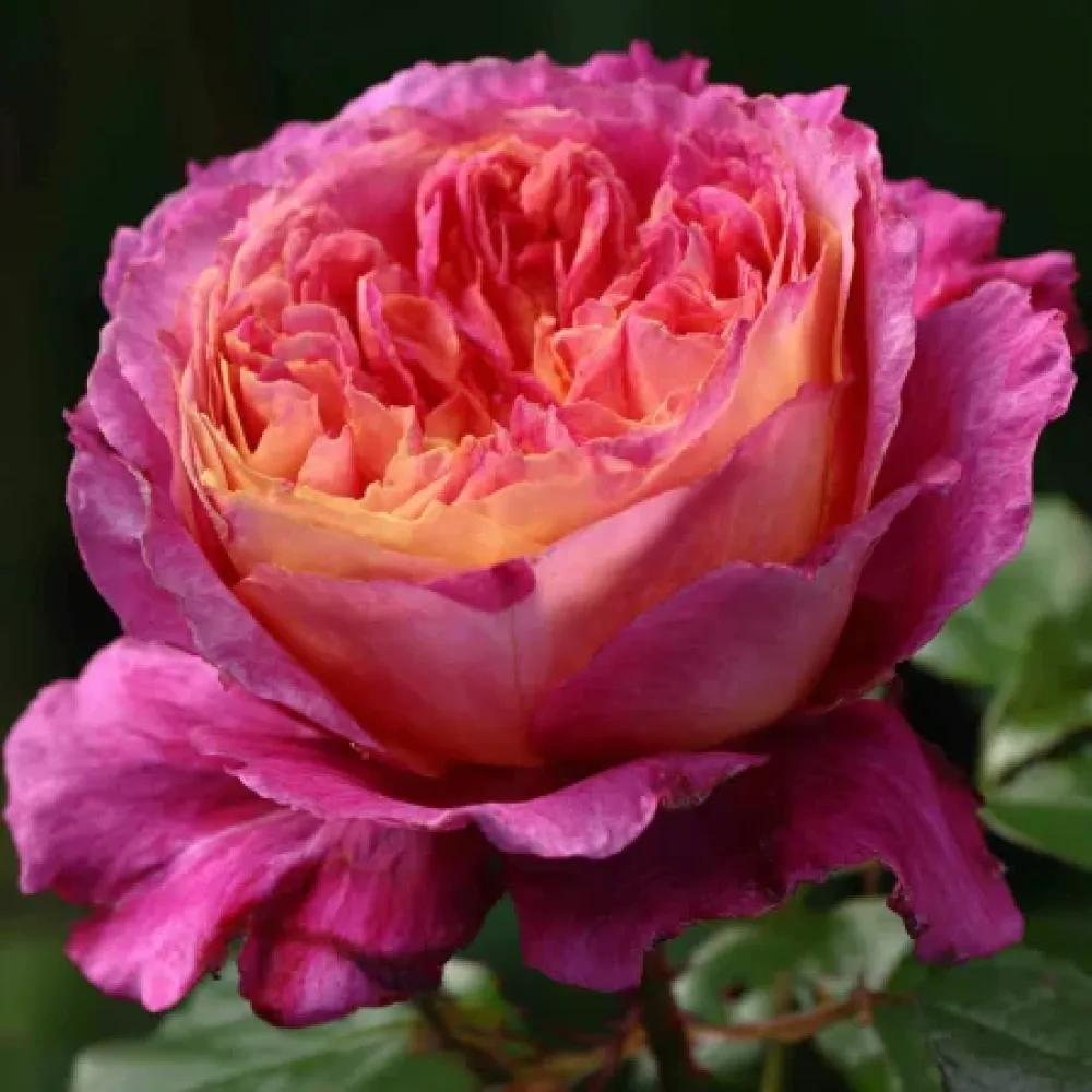 Ruusu 'Tender Pink Flirt' – paljasjuurinen