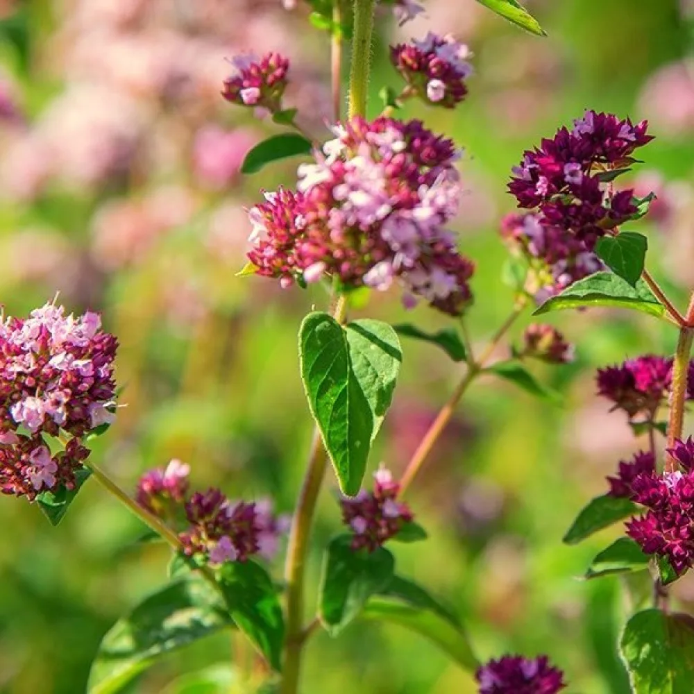 Oregano