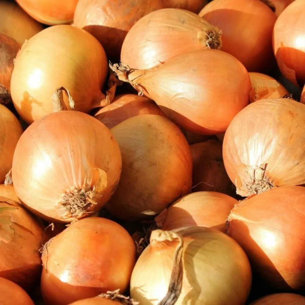 Ruokasipuli 'Wolska'