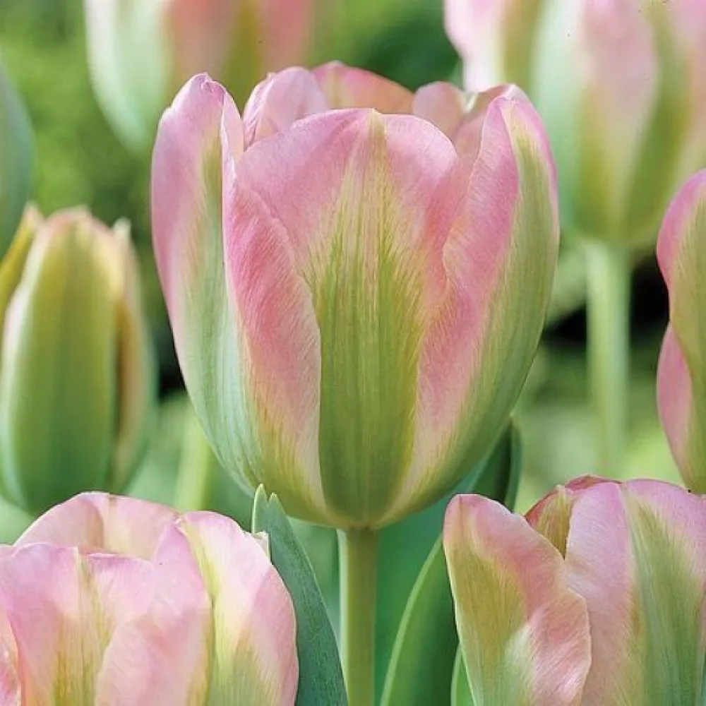 Tulppaani 'Groenland'